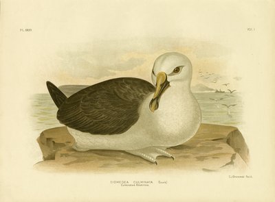 Culminated Albatross, 1891 by Gracius Broinowski